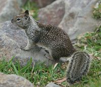 California Ground Squirrel Dana Point Harbor 2007 2.jpg