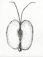 Callitriche obtusangula (M. Breitfeld).jpg