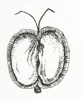 Callitriche platycarpa (M. Breitfeld).jpg