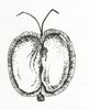 Callitriche platycarpa (M. Breitfeld).jpg