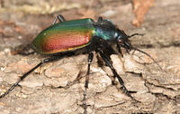 Artbeispiel: Calosoma sycophanta (Großer Puppenräuber)