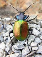 Calosoma sycophanta b1.jpg