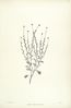 Calotis lappulacea - 001x.jpg