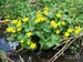 Caltha-palustris-palustris Ahlmer-1 BIB.jpg