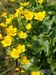 Caltha-palustris-palustris Biel-2 BIB.jpg