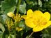 Caltha-palustris-palustris Biel-3 BIB.jpg