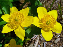 Sumpf-Dotterblume: Blüte – H. Zell, CC BY-SA 3.0