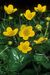 Caltha palustris 1-61-10-1-1.jpg