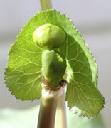 Das erste Blatt hat sich entfaltet. In den Zähnen des Blattrandes endet immer eine Ader. (Bild: W. Wohlers)