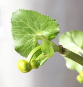 Aus der Blattachsel entsprießt immer ein zweiter Trieb. (Bild: W. Wohlers)