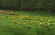 Eine der nur noch selten zu sehenden Wiesen mit vielen Sumpfdotterblumen. (Bild: W. Wohlers)