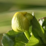 Die Knospen sind fest und ähneln tatsächlich Kapern, als deren Ersatz sie auch verwendet wurden. (Bild: W. Wohlers)