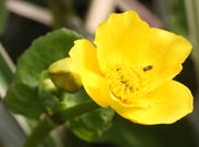 Eine kleine Schwebfliege macht sich über die Pollen her. Die Art ist nicht zu bestimmen, da nicht im Fokus, aber an den Augen sieht man selbst hier, es ist ein Weibchen. (Bild: W. Wohlers, JKI)