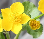 Die weit geöffnete Blüte misst bis zu 5 cm im Durchmesser. Alle Antheren haben die Pollen ausgeschüttet. (Bild: W. Wohlers)