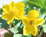 Die Blüten können fünf, sechs, aber auch mal sieben Perigonblätter haben. (Bild: W. Wohlers)