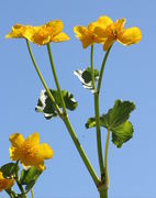 Ein typischer Blütenstiel mit vier Blüten und drei Stängelblättern. Blütenstiele mit drei, zwei oder nur einer Blüte gibt es auch. (Bild: W. Wohlers)