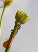 Unreife Früchte mit vertrockneten Blütenblättern und Antheren. (Bild: W. Wohlers)