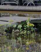 Sumpfdotterblumen werden viel in Gärtnereien verkauft und häufig in naturnahen Schwimmteichen angepflanzt. Vor der Brücke der Filterteich. (Bild: W. Wohlers)