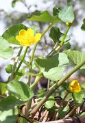 Die Grundblätter haben unterschiedlich lange Stiele; der längste in der Mitte misst 16 cm. (Bild: W. Wohlers)