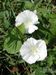 Calystegia-sepium-sepium Biel-1 BIB.jpg