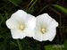 Calystegia-sepium-sepium Sauerbrey-1 BIB.jpg