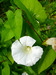 Calystegia sepiumP1070520.tif