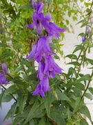 Campanula rapunculoides.jpg