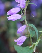 Vier geschlossenen Blüten, die dritte von links ist seit drei Tagen geschlossen. Rechts kommt eine kleine Biene mit roten Pollenhöschen angeflogen: Osmia rapunculi. (Bild: W. Wohlers)