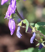 Erst am fünften Tag nach dem Schließen der Blüte sind die Kronblätter vertrocknet (bei über 20 °C tagsüber). (Bild: W. Wohlers)