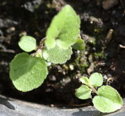 Die Keimblätter sind rund mit eingezogener Spitze und werden ohne Stiel 4 mm groß. (Bild: W. Wohlers, JKI)