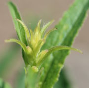 Manchmal sind die Knospen anfangs gelb gefärbt. (Bild: W. Wohlers)