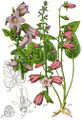 Campanula rapunculoides Sturm60.jpg