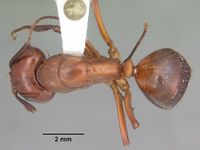 Camponotus castaneus casent0103653 dorsal 1.jpg