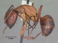 Camponotus castaneus casent0103653 profile 1.jpg