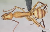 Camponotus variegatus casent0103245 dorsal 1.jpg