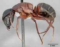 Camponotus vicinus casent0005353 profile 1.jpg