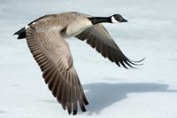 link=Kanadagans (Branta canadensis)