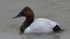 Canvasback (11658228775).jpg