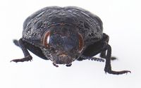 Capnodis tenebrionis front.JPG