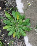 Die Rosette ist beim Hirten-Täschelkraut sehr deutlich. (Bild: W. Wohlers, JKI)