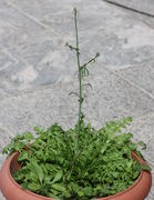 Hier eine große Rosette in einem gut gedüngten Topf mit 33 cm Innendurchmesser. (Bild: W. Wohlers, JKI)