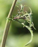 Das gleiche Blatt von der Seite mit den großen Öhrchen. Der Stängel des Seitentriebs trägt Haare. (Bild: W. Wohlers, JKI)