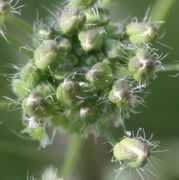 Die Knospen auch einer gut ernährten Pflanze sind behaart. (Bild: W. Wohlers, JKI)