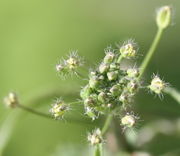 Die Knospen mit ihren kurzen Stielen stehen anfangs sehr eng beieinander. (Bild: W. Wohlers, JKI)