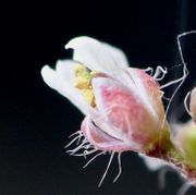 Die Kronblätter erscheinen. Einige der Haare auf den Kelchblättern sind Sternhaare: links oben gut zu sehen. (Bild: W. Wohlers)