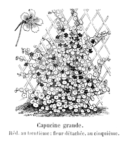 Capucine grande Vilmorin-Andrieux 1904.png