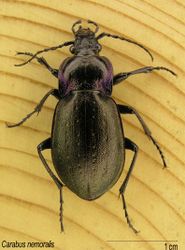 Hainlaufkäfer: Alttier (adult) - Evanherk, CC BY-SA 3.0