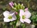 Cardamine-pratensis Biel-2 BIB.jpg