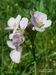 Cardamine-pratensis Biel-4 BIB.jpg