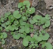 Kleine Pflänzchen des Gartenschaumkrauts. (Bild: W. Wohlers, JKI)